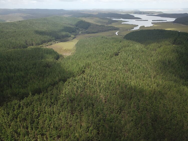 Aerial Forest and Waterways