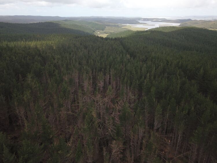 Aerial View of Forest
