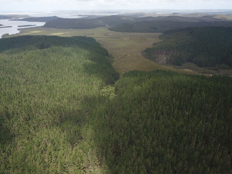 Forestry Area