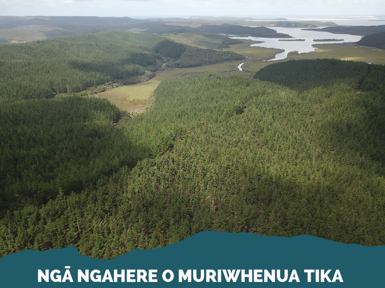 Nga Ngahere O Muriwhenua Tika Forestry