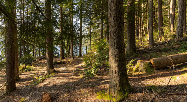 Scenic Woodland Landscape