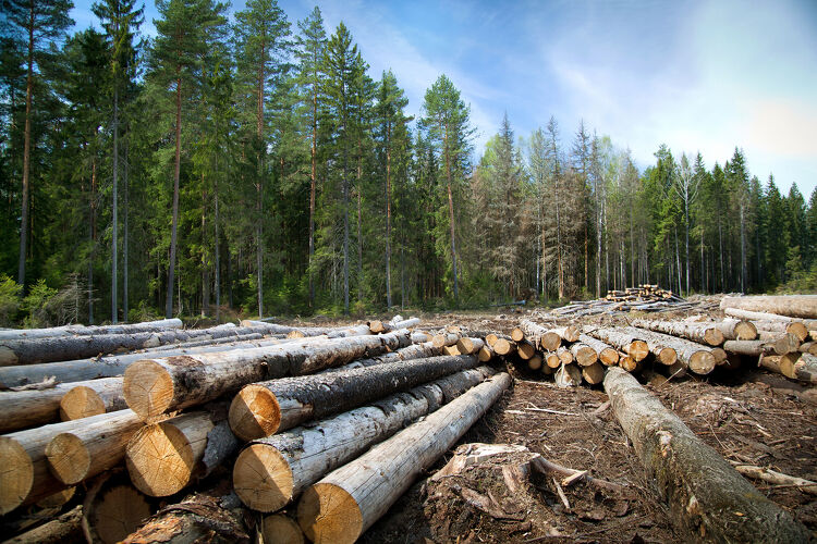 Timber Harvesting and Clearing